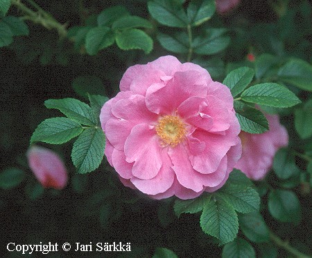 Rosa Rugosa-Ryhmä 'David Thompson'